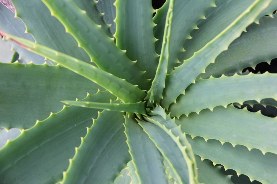 Close-up of an aloe vera plant