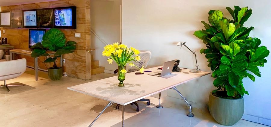 Biophilic workplace interior with fiddle leaf fig and greenery