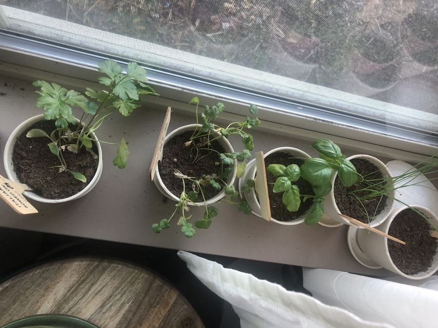 Culinary herbs growing in a vertical wall planter