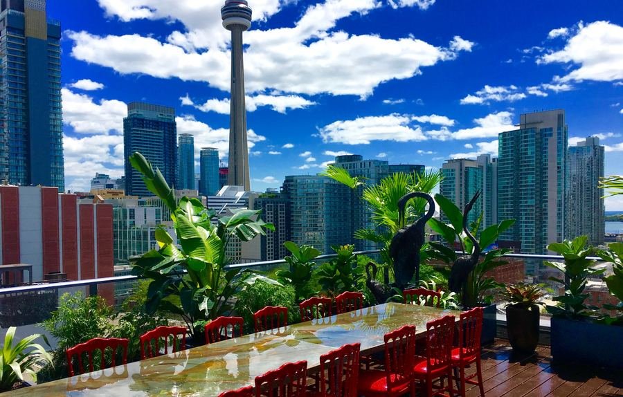 Rooftop garden overlooking the CN Tower in Toronto, designed by TruVine Design